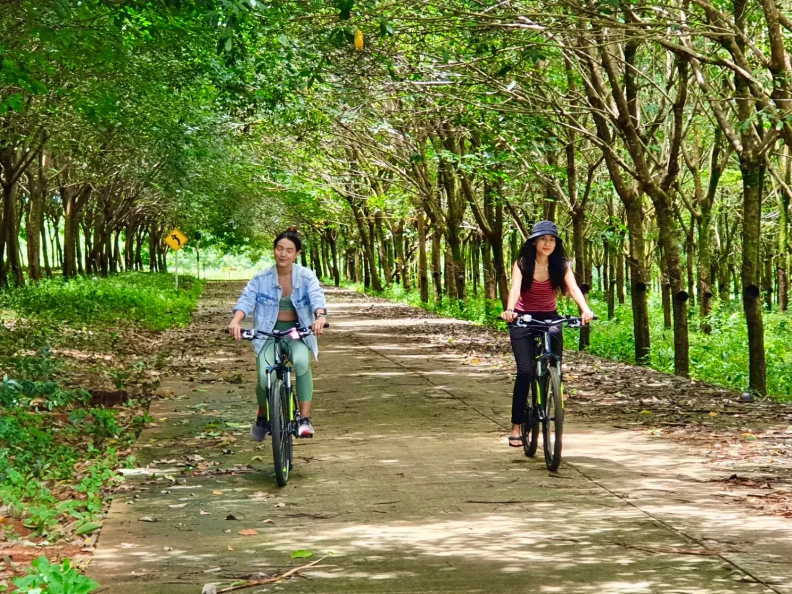 Two cyclists riding through a shaded rubber tree avenue on Koh Mak