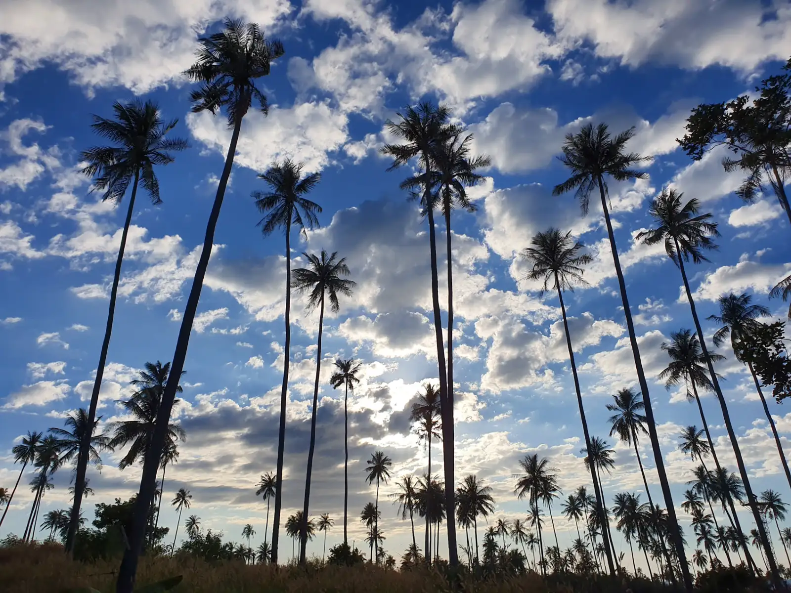 Tall coconut palms against a bright blue sky on Koh Mak