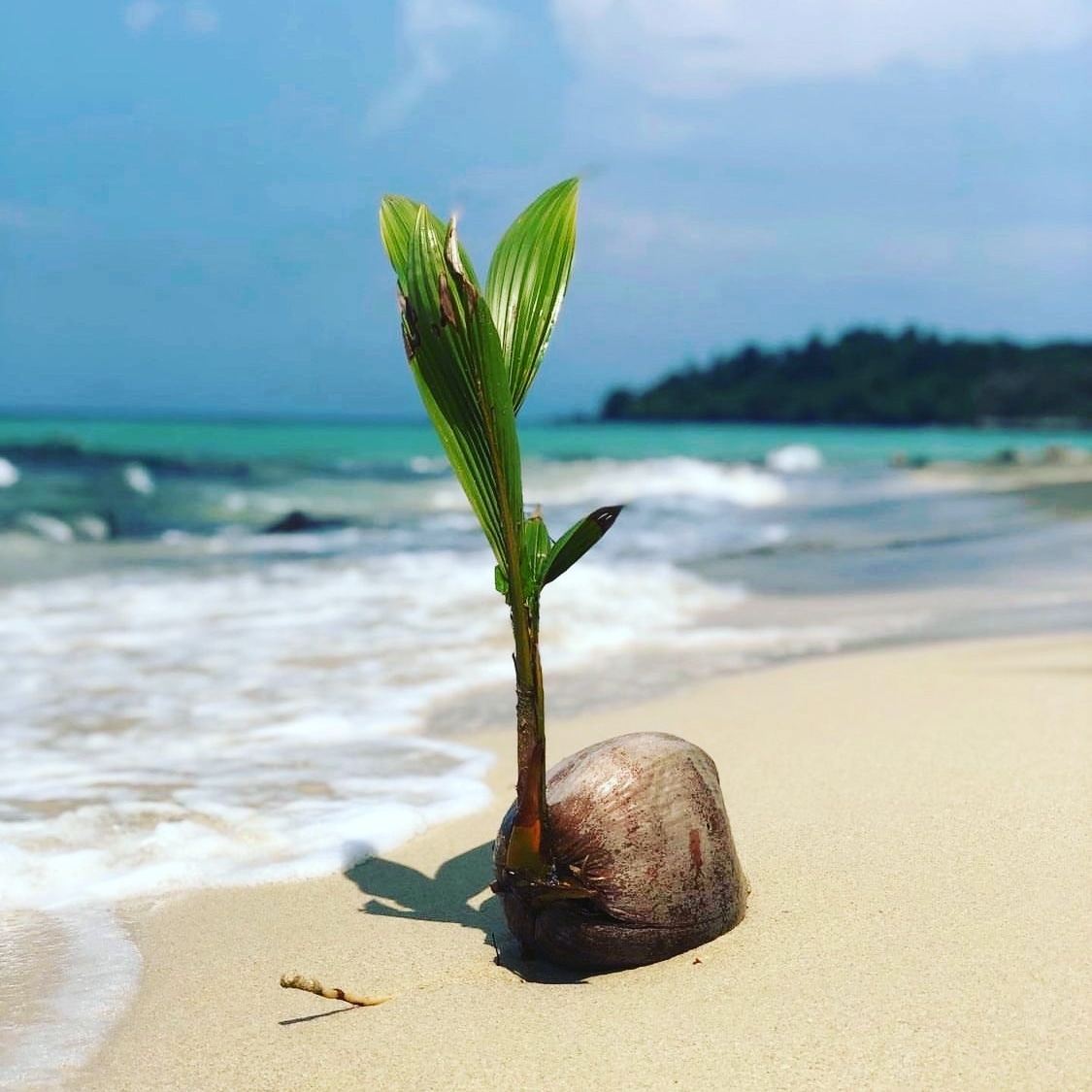 Young coconut palm sprouting from the sand at Ao Pra beach, Koh Mak