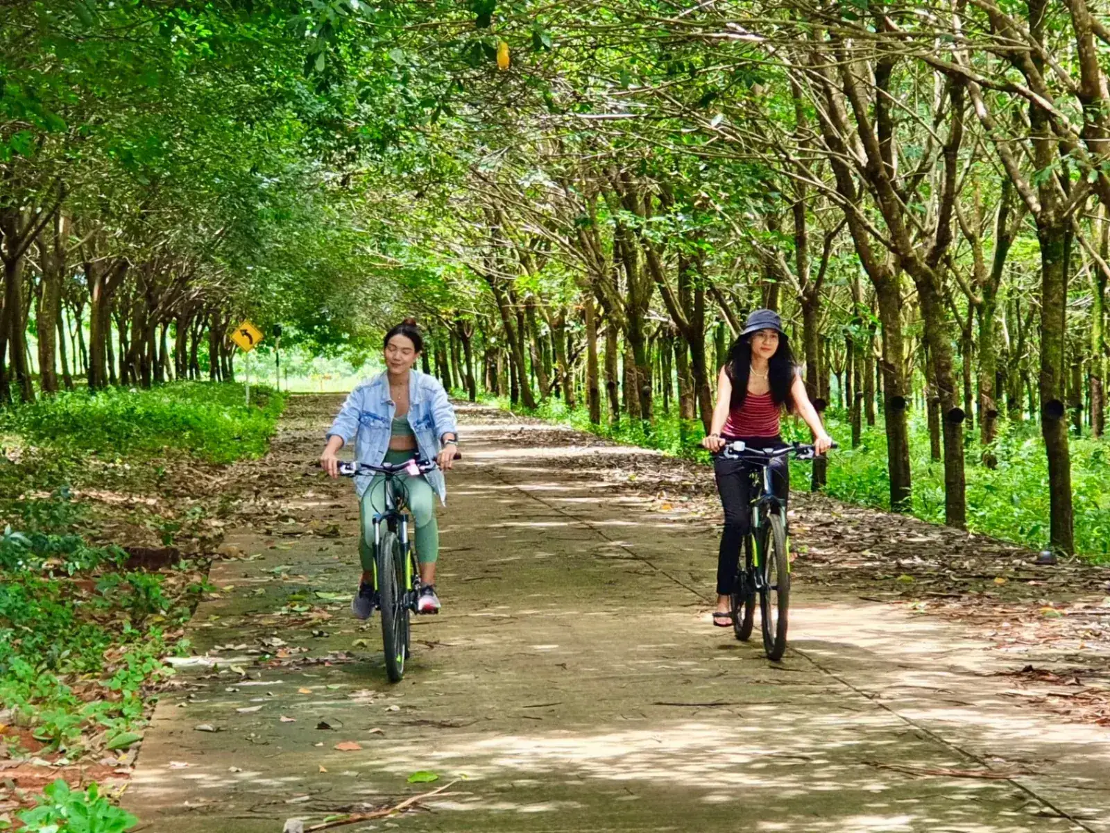 Two cyclists riding through a shaded rubber tree avenue on Koh Mak
