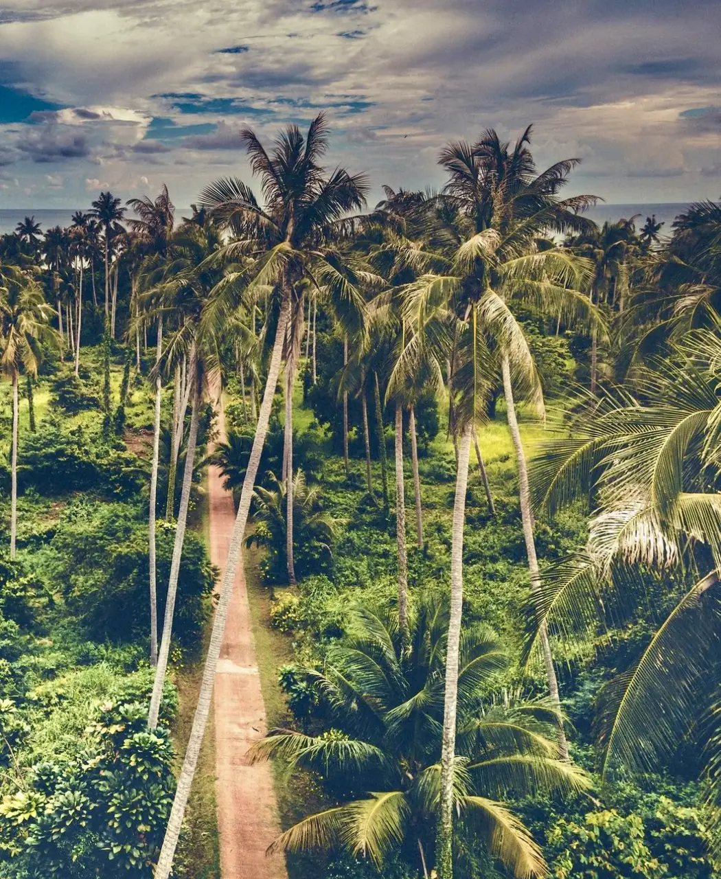 Aerial view of a sandy path lined with tall coconut palms leading to the sea on Koh Mak, Thailand