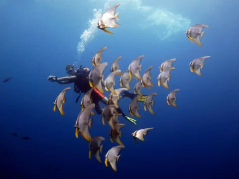 Scuba diver swimming with a school of batfish in deep blue water off Koh Mak