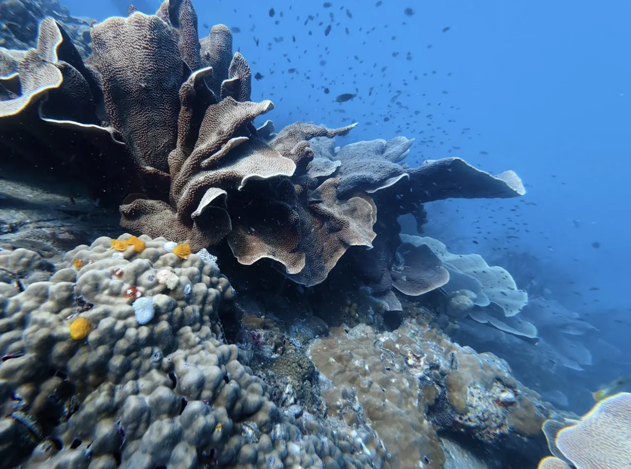 Healthy hard and soft corals in shallow water near Koh Mak